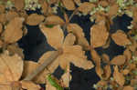 Dogtongue buckwheat